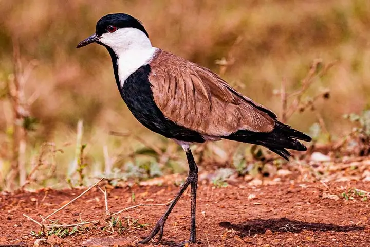 Spur-winger Lapwing